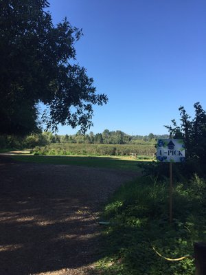 Mercer Slough Blueberry Farm by null