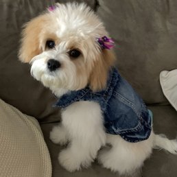 Cannoli Cannoli