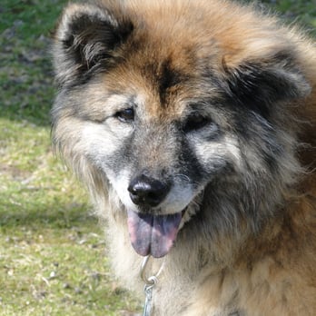 Tuckahoe Veterinary Hospital - Binty received the best care till the very end with TVH. Thanks you all for taking care of us. - Veterinarians Near Me - Richmond, Virginia Tuckahoe Veterinary Hospital - Binty received the best care till the very end with TVH. Thanks you all for taking care of us. - Veterinarians Near Me - Richmond, Virginia