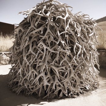CSKT Bison Range - Antler sheds - Kids Activities Near Me - Charlo, Montana