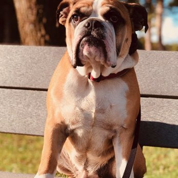 Heeling Dog - Pet Training Near Me