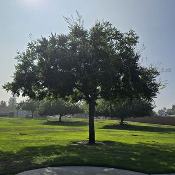Rich Dauer Park - The Tree. - Parks Near Me - Colton, California Rich Dauer Park - The Tree. - Parks Near Me - Colton, California