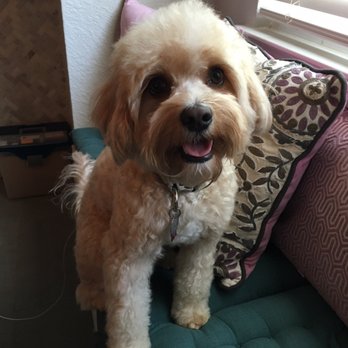 Dirty Dog - Pet Groomers Near Me - Austin, Texas