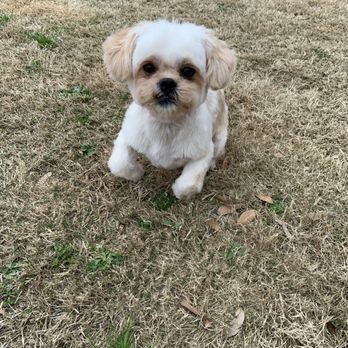 Great Paws Pet Spa - After - Pet Groomers Near Me - Fayetteville, North Carolina