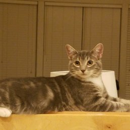 Why we go to Petsmart: The Beastie (Elliott). 8 months old.