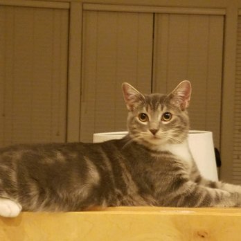 PetSmart - Why we go to Petsmart: The Beastie (Elliott). 8 months old. - Pet Stores Near Me - Hillsboro, Oregon