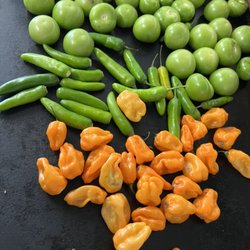 Tacos La Guera - Fresh homemade Salsa!