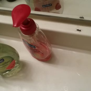 Fairlane Woods Apartments - in the bathroom,they were all over my personal items,like swarming the place (I was killing 10 to 15 a day) - Apartments Near Me - Dearborn, Michigan Fairlane Woods Apartments - in the bathroom,they were all over my personal items,like swarming the place (I was killing 10 to 15 a day) - Apartments Near Me - Dearborn, Michigan