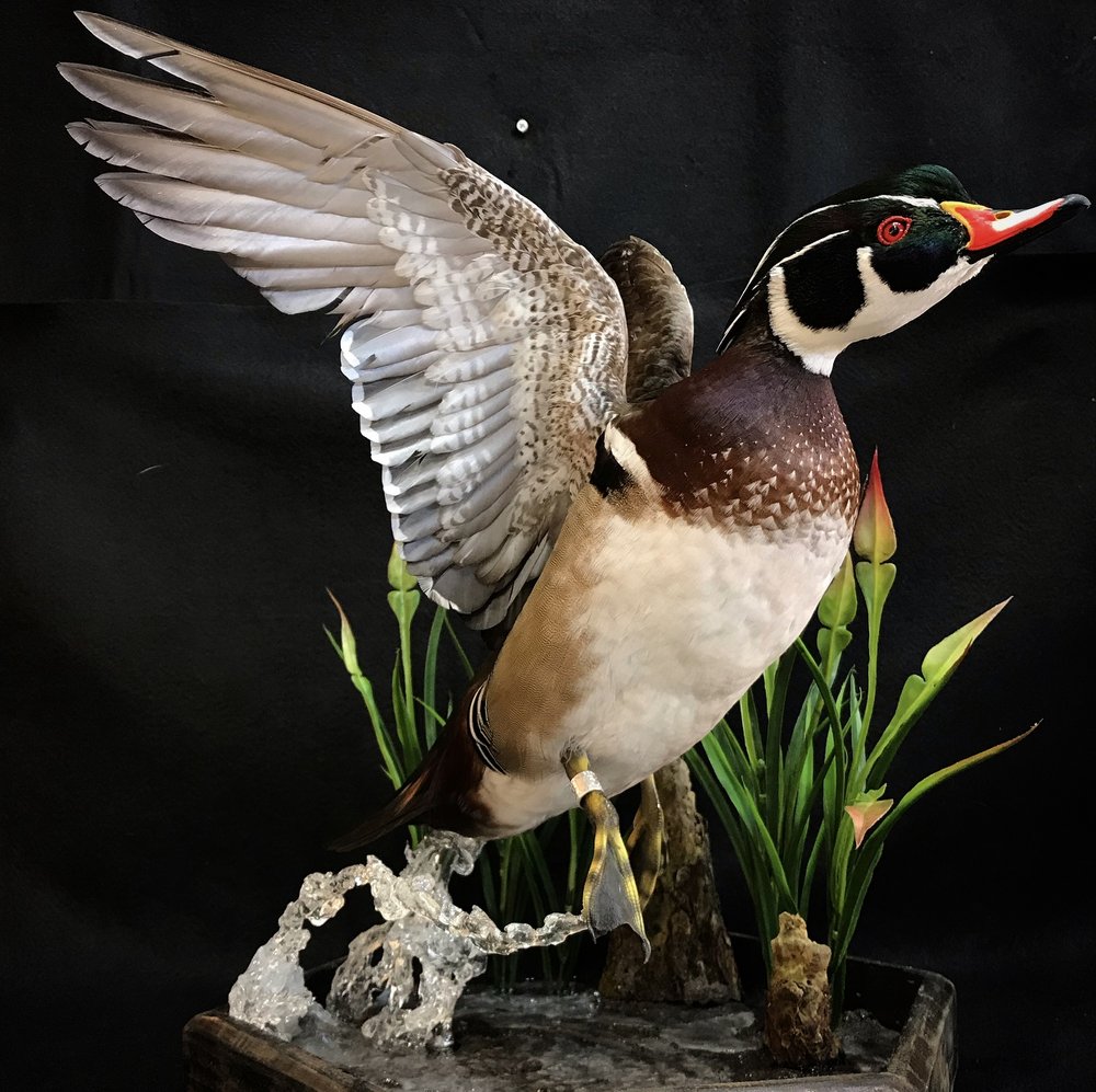 Marsh Hen Studio - taxidermy in Vero Beach, FL