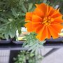 Photo of Grace's Hydro-Organic Garden Center