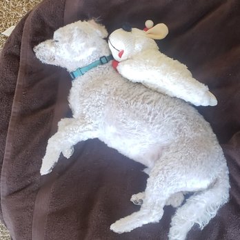 PetSmart Doggie Day Camp - Cashew sleeping so relaxed after his grooming! - Pet Groomers Near Me - Escondido, California PetSmart Doggie Day Camp - Cashew sleeping so relaxed after his grooming! - Pet Groomers Near Me - Escondido, California
