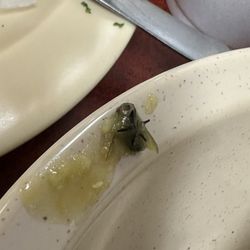 Taqueria Morales - Huge fly in my food