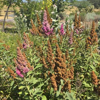 Bees N Blooms - Flower - Nurseries & Gardening Near Me - Santa Rosa, California Bees N Blooms - Flower - Nurseries & Gardening Near Me - Santa Rosa, California