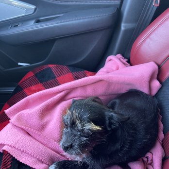 Arbor Pet Clinic - First day coming home - Veterinarians Near Me - Lodi, California