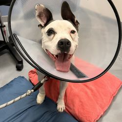 Modern Love Veterinary - Monte after cutting his paw. They took such amazing care of him!