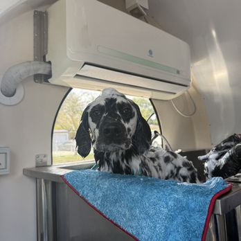 Salty Canine - Bath tub - Pet Groomers Near Me Salty Canine - Bath tub - Pet Groomers Near Me