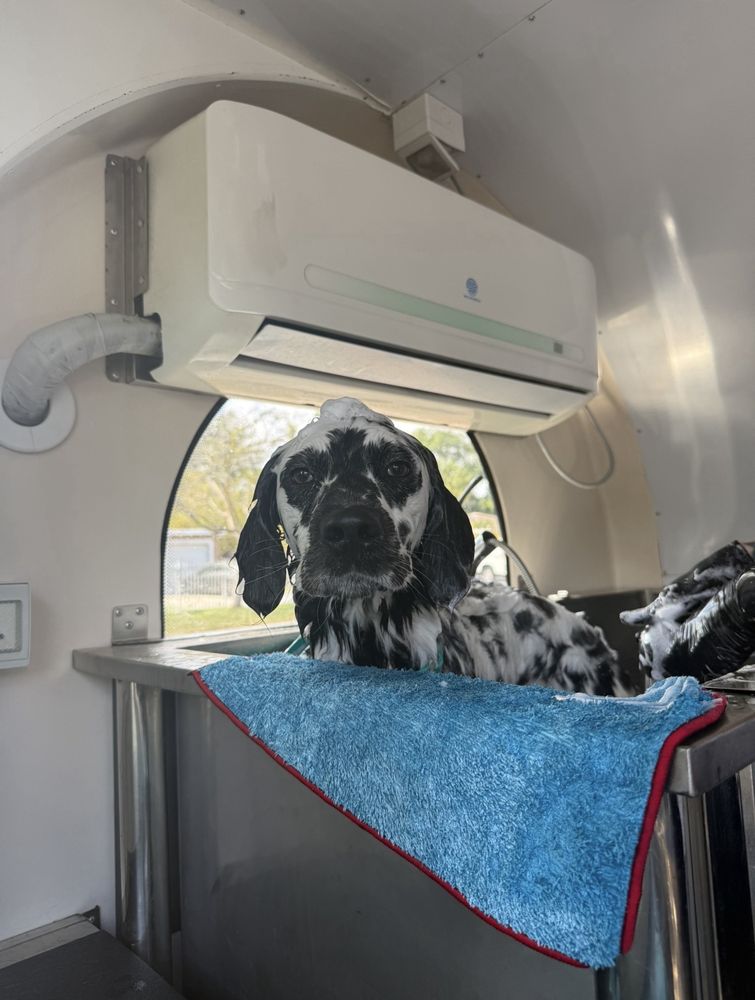 Salty Canine - pet boarding facility in Miami, FL