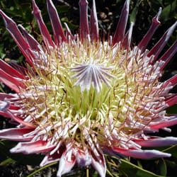 Maui Agricultural Research Center