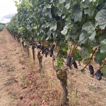 Alloro Vineyard - Pinot grapes - Wineries Near Me - Sherwood, Oregon Alloro Vineyard - Pinot grapes - Wineries Near Me - Sherwood, Oregon