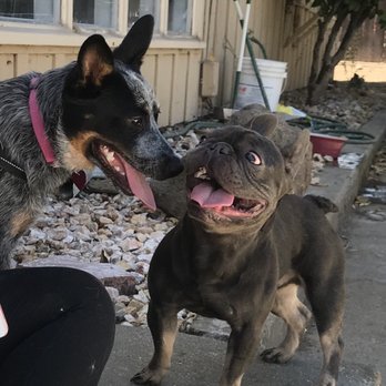 Naughty Paws - Pet Sitting Near Me - Danville, California Naughty Paws - Pet Sitting Near Me - Danville, California
