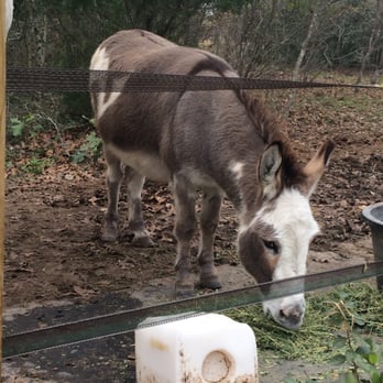 Night Bird Ranch - Miniature donkey - Bed & Breakfast Near Me - Ledbetter, Texas