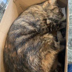 Old Forge Animal Hospital - This is the result of the care my cat received from the Gads she's DEAD !!! And I hope they rot in Hell
