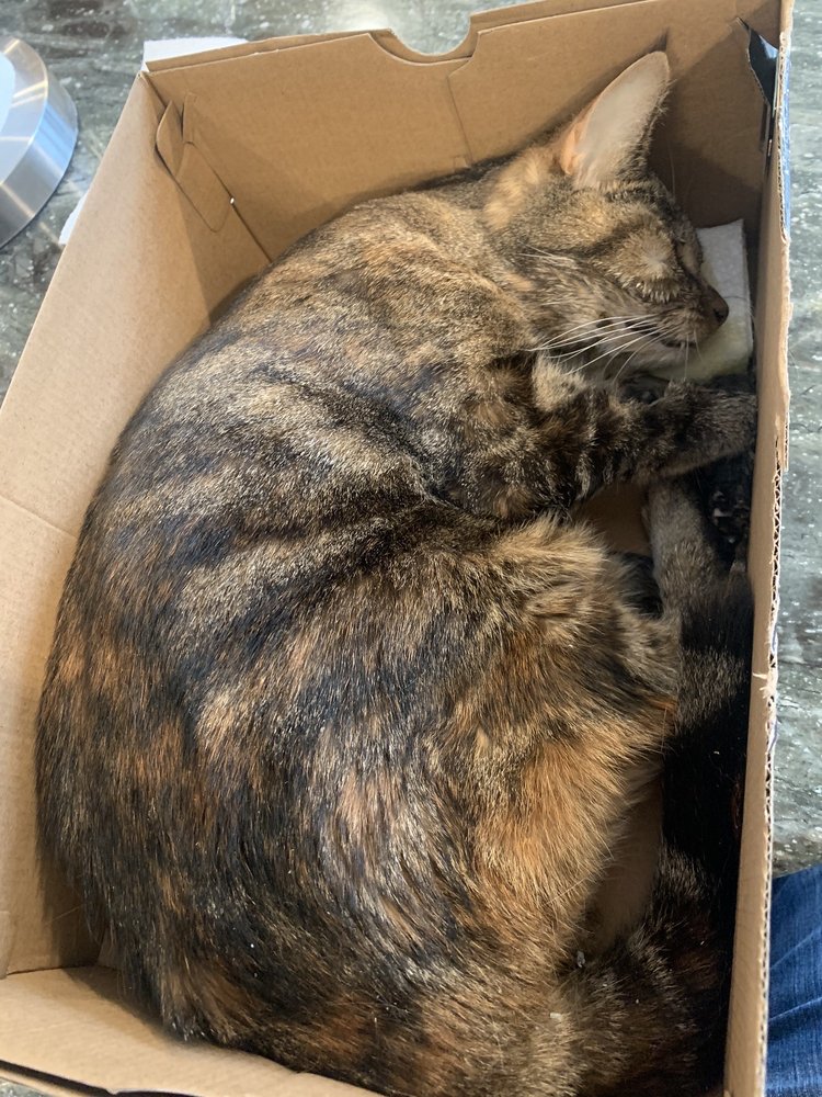 OLD ANIMAL HOSPITAL Updated October 2024 15 Reviews 904 S