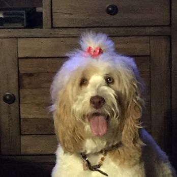 Hales Australian Labradoodles - Pet Stores Near Me - Bakersfield, California