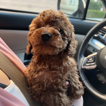 San Jose Puppies - Pet Services Near Me San Jose Puppies - Pet Services Near Me