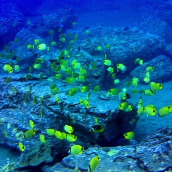 Island Divers - Scuba Diving Near Me - Honolulu, Hawaii