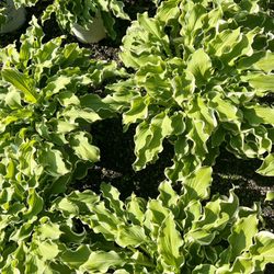 Rolling Hills Nursery