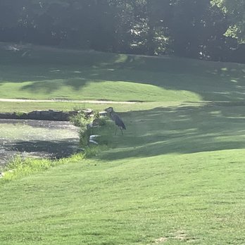 Winding Creek Golf Course - This is the blue heron that lives on #16. - Golf Near Me - Thomasville, North Carolina Winding Creek Golf Course - This is the blue heron that lives on #16. - Golf Near Me - Thomasville, North Carolina