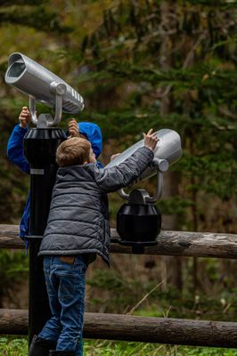 Monarch Butterfly Grove by null