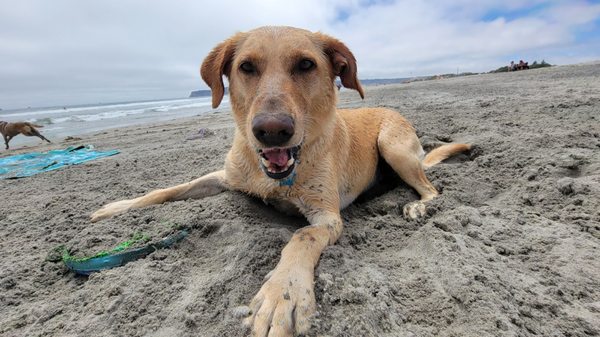 Coronado Dog Beach by null
