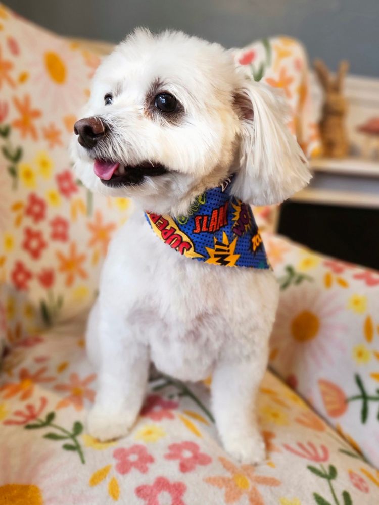 ALL STAR PET GROOMING Updated August 2024 52 Photos & 17 Reviews