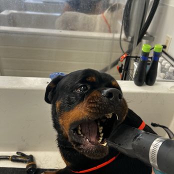 The Doggy Self- Wash - My baby tries to bit him - Pet Groomers Near Me - La Mesa, California