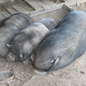 Laurel Valley Plantation - Sleeping pigs! - Historical Tours Near Me - Thibodaux, Louisiana