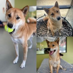 Paw Hills Luxury Pet Hotel & Spa