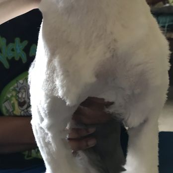 PetSmart - Patches of hair that wasn't shaved - Pet Training Near Me - Houston, Texas PetSmart - Patches of hair that wasn't shaved - Pet Training Near Me - Houston, Texas