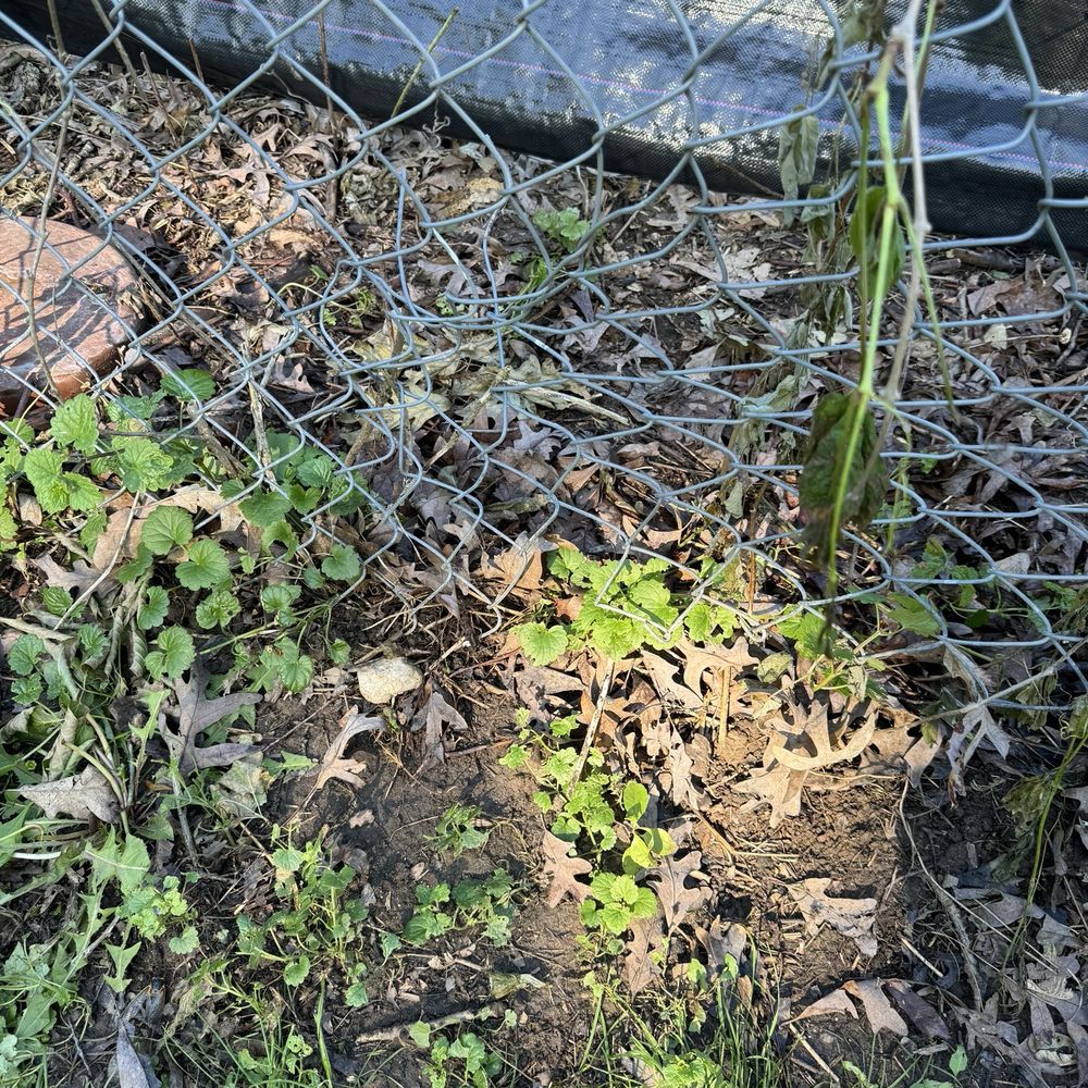 Red Oak Tree Service - Gaps under fence and dangerous wire - Tree Services Near Me - Crystal Lake, Illinois Red Oak Tree Service - Gaps under fence and dangerous wire - Tree Services Near Me - Crystal Lake, Illinois