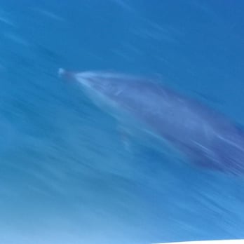 Harbor Breeze - Common Dolphin :-) - Boat Charters Near Me - Long Beach, California