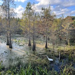 Ream Wilson Trail