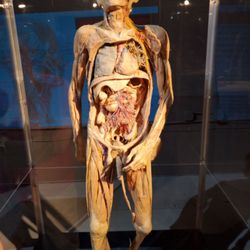 Bodies Human - The Exhibition of REAL Bodies