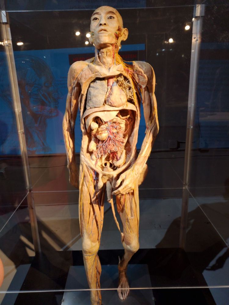 Bodies Human - The Exhibition of REAL Bodies