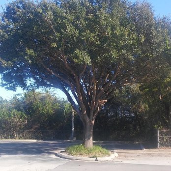 Red Oak Tree Service - Tree Services Near Me