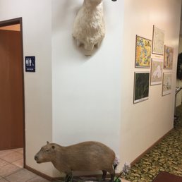 White Pine Lodge - Hotels Near Me - Christmas, Michigan