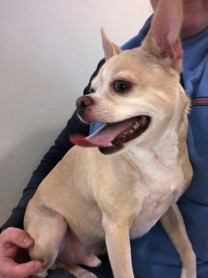 roaring brook doggy daycare