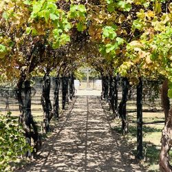 English Newsom Cellars - Vineyard event area