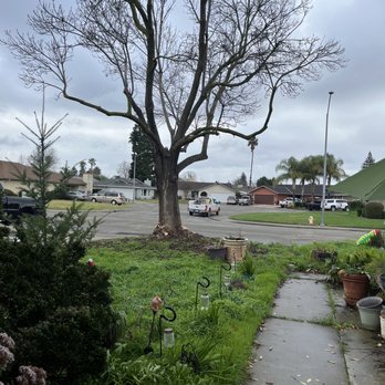 Lodi Tree Service LLC - Tree after trimming (sorry didn't grab a pre-trimmed pic) - Tree Services Near Me Lodi Tree Service LLC - Tree after trimming (sorry didn't grab a pre-trimmed pic) - Tree Services Near Me