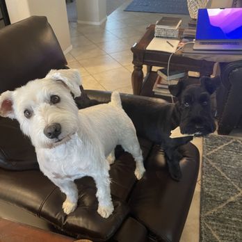 La Bella Paw Spa - Happy to be home! - Pet Groomers Near Me - Chandler, Arizona